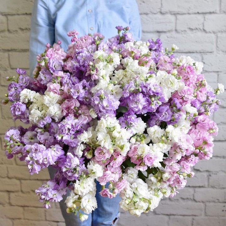 Облако маттиол в Воронеже