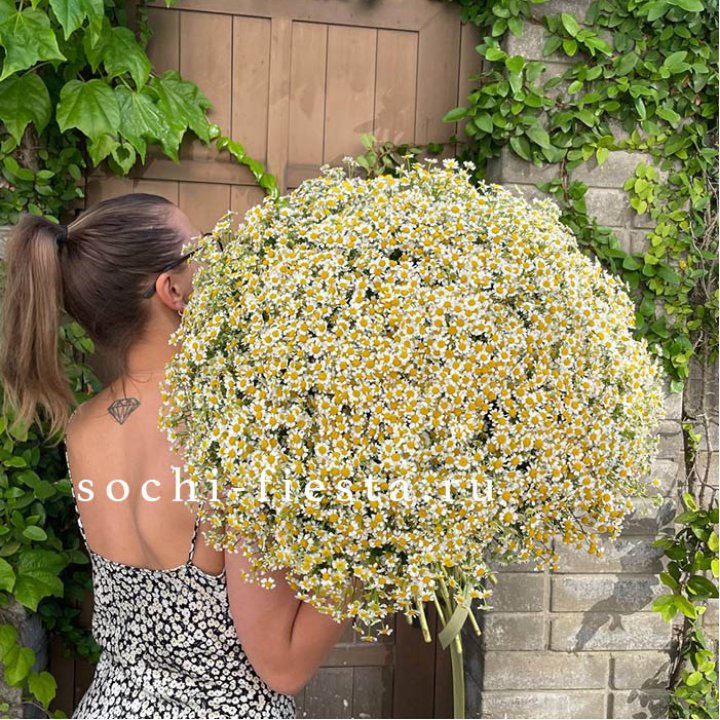 101 ромашка в Воронеже