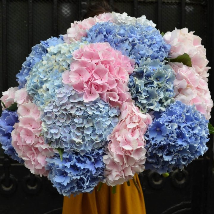 Букет гортензий "Фонтан" в Воронеже