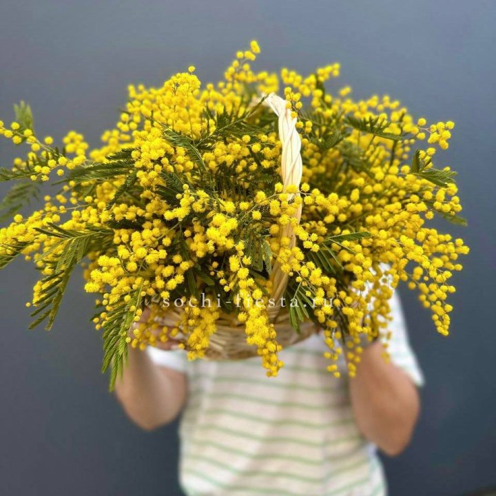 Весенняя корзина мимозы в Воронеже