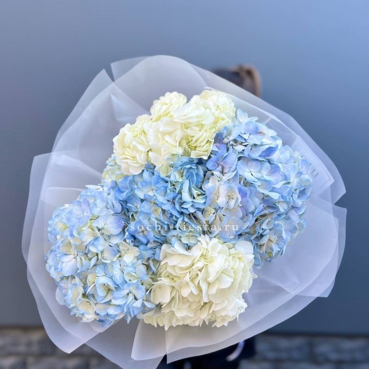 5 бело-голубых гортензий в Воронеже