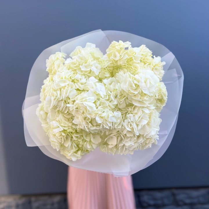 7 белых гортензий в Воронеже