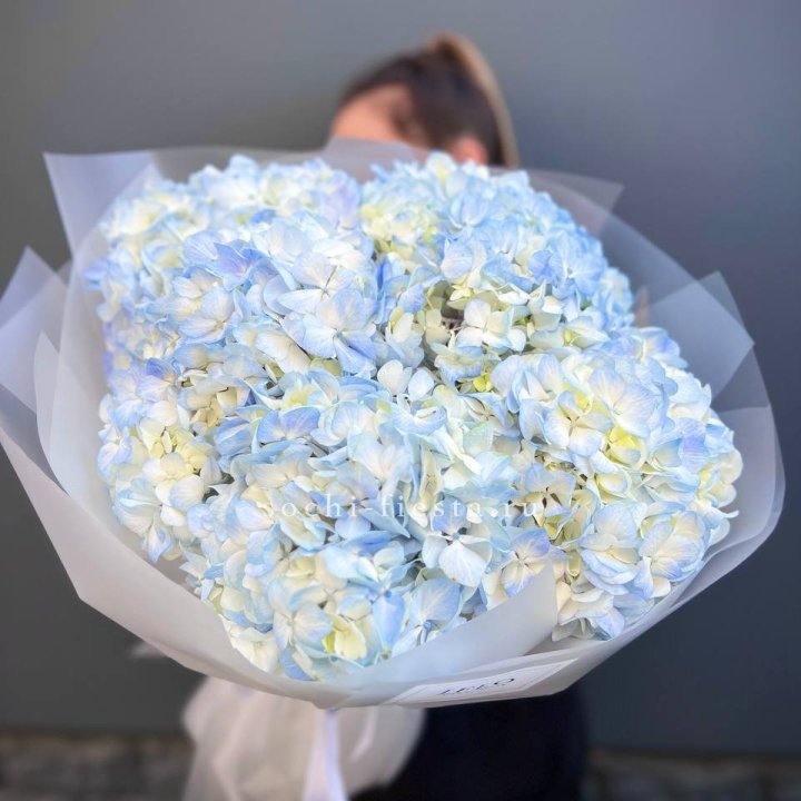 5 голубых гортензий в Воронеже