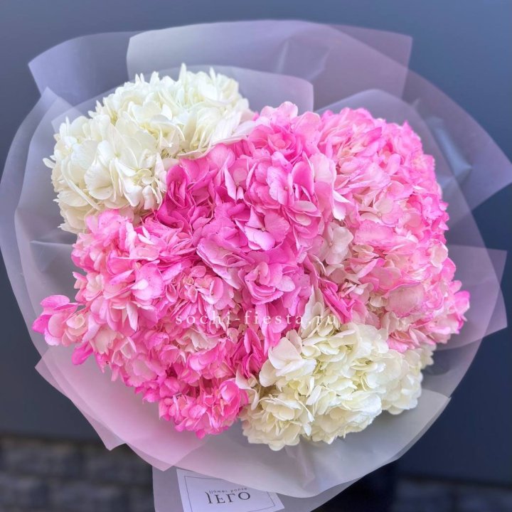 5 бело-розовых гортензий в Воронеже