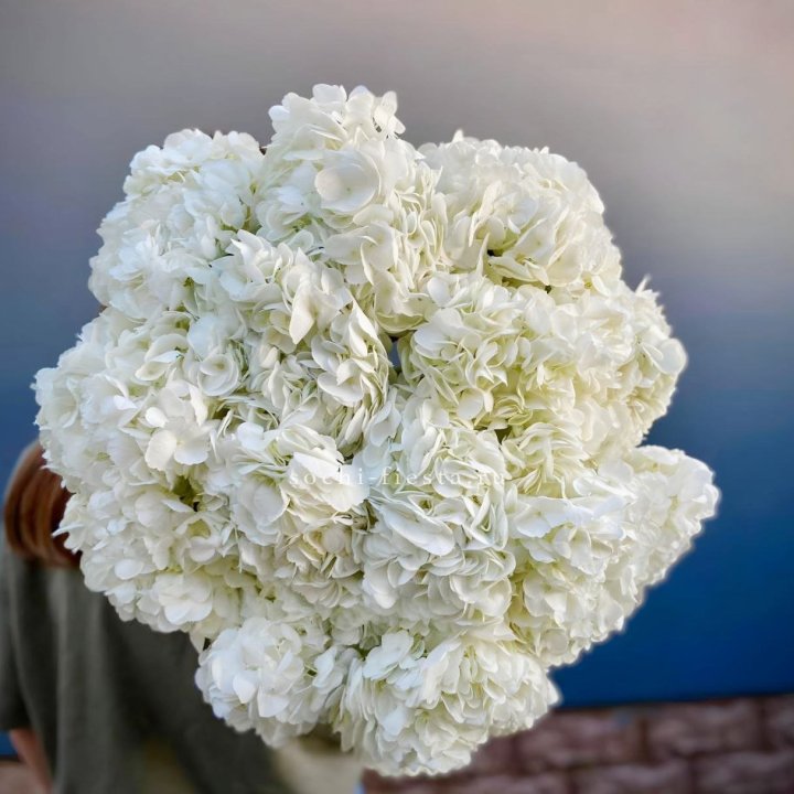 Охапка белой гортензии в Воронеже