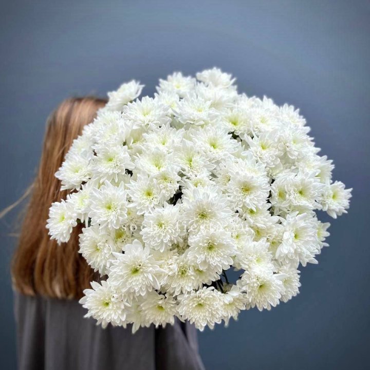 Охапка Хризантемы кустовой в Воронеже