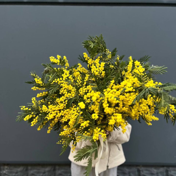 Охопка мимозы в Воронеже