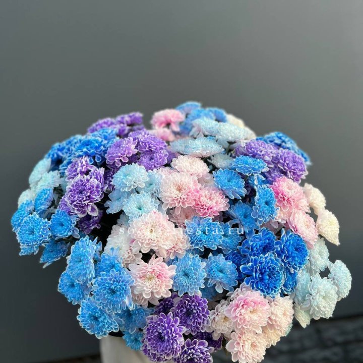 25 цветных хризантем в Воронеже