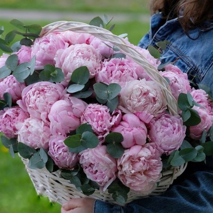 51 пион в корзине в Воронеже