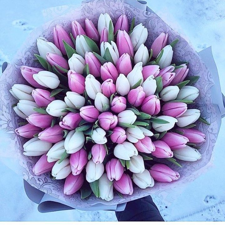 101 тюльпан "Лолипоп" в Воронеже